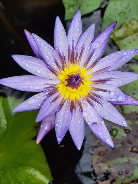 Nymphaea Margret Mary - Tropical Waterlily