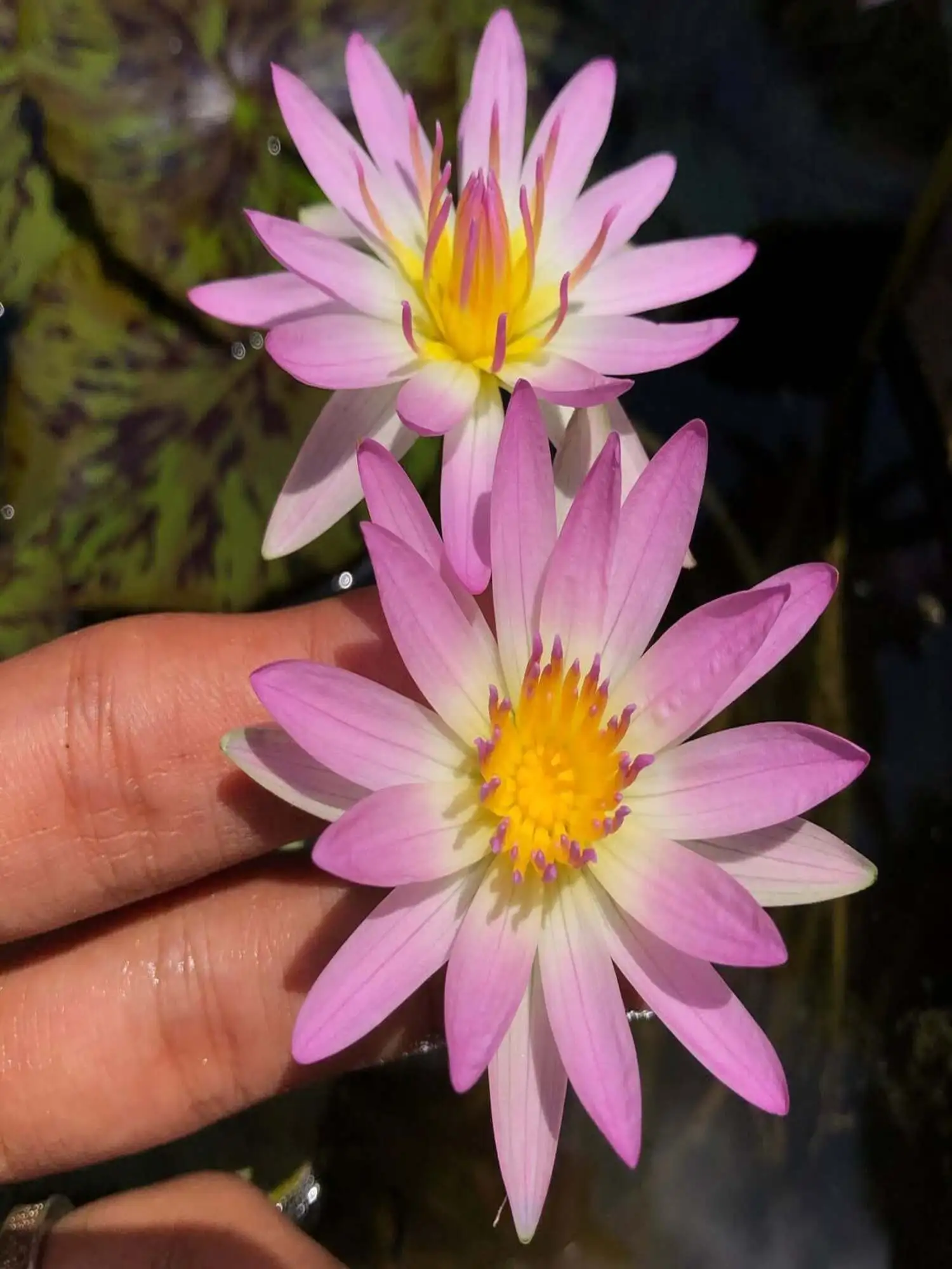 Nymphaea Marshmallow - Tropical Waterlily