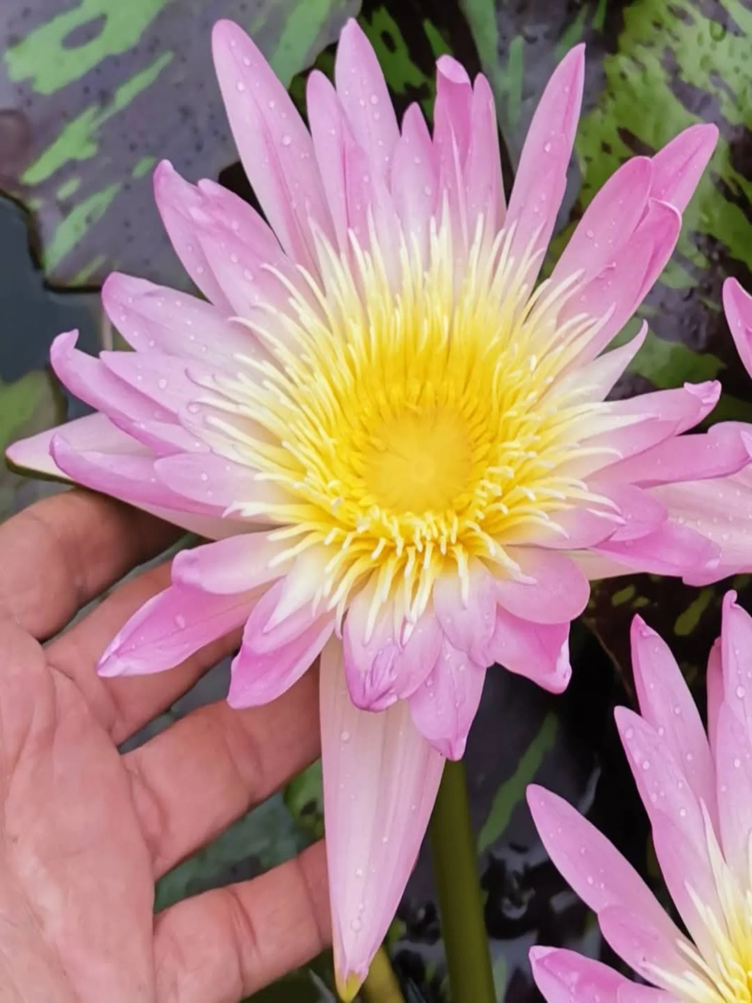 Nymphaea Ostara - Tropical Waterlily