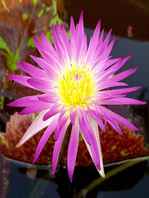 Nymphaea Pink Flamingo - Tropical Waterlily