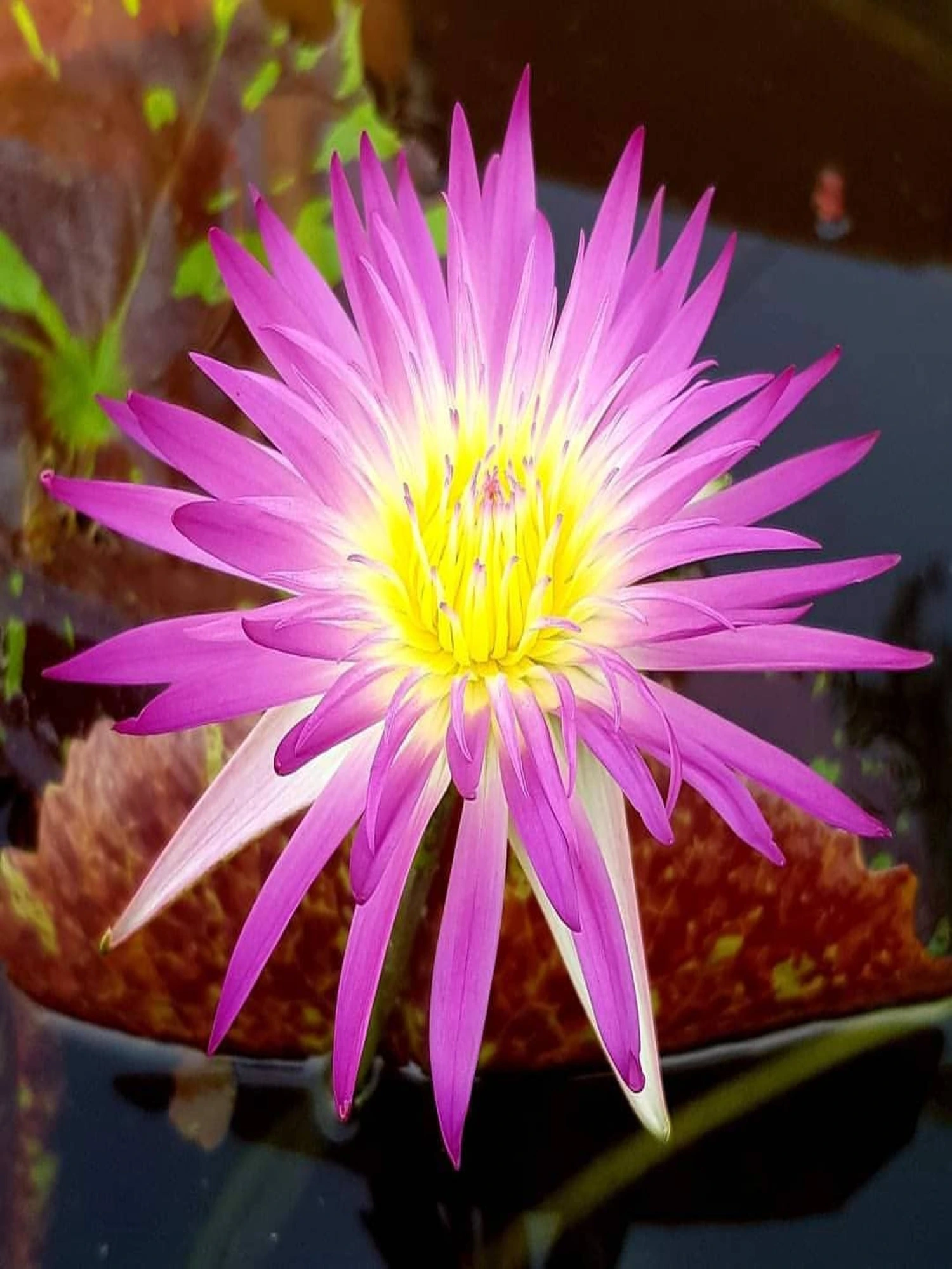 Nymphaea Pink Flamingo - Tropical Waterlily