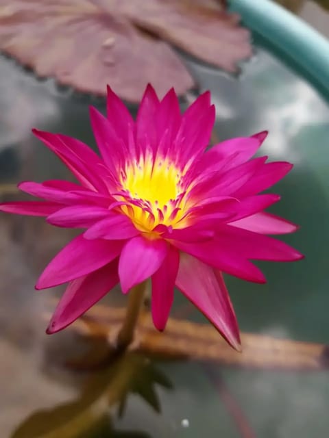 Nymphaea Julengsab - Tropical Waterlily