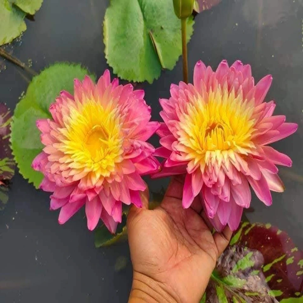 Nymphaea Sanam Chai - Tropical Waterlily