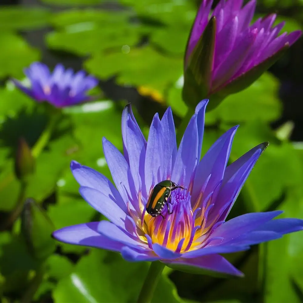 Nymphaea Blue Hybrid - Tropical Waterlily