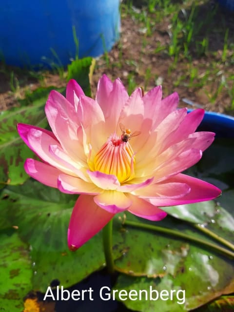 Nymphaea Albert Greenberg - Tropical Waterlily