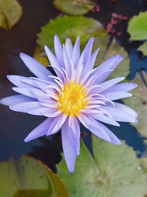 Nymphaea Alexis - Tropical Waterlily
