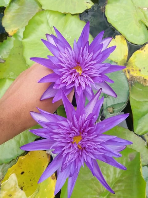 Nymphaea Midnight Blue - Tropical Waterlily