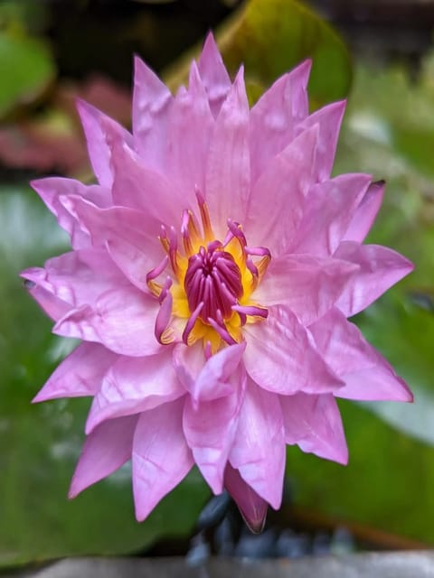 Nymphaea Coral Sky - Tropical Waterlily