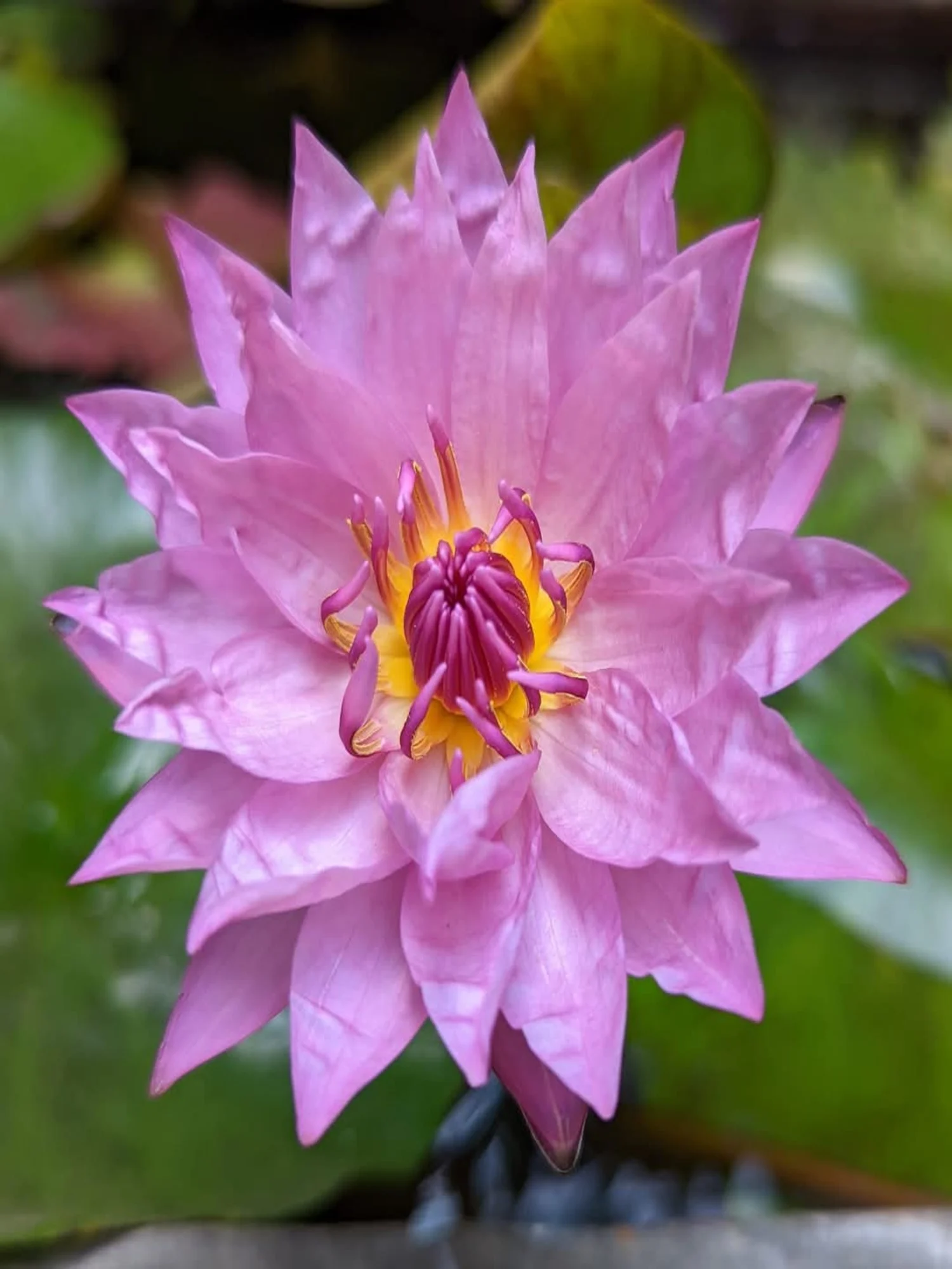 Nymphaea Coral Sky - Tropical Waterlily