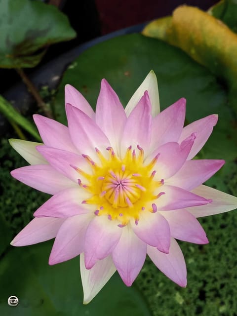 Nymphaea Pink Pearl - Tropical Waterlily