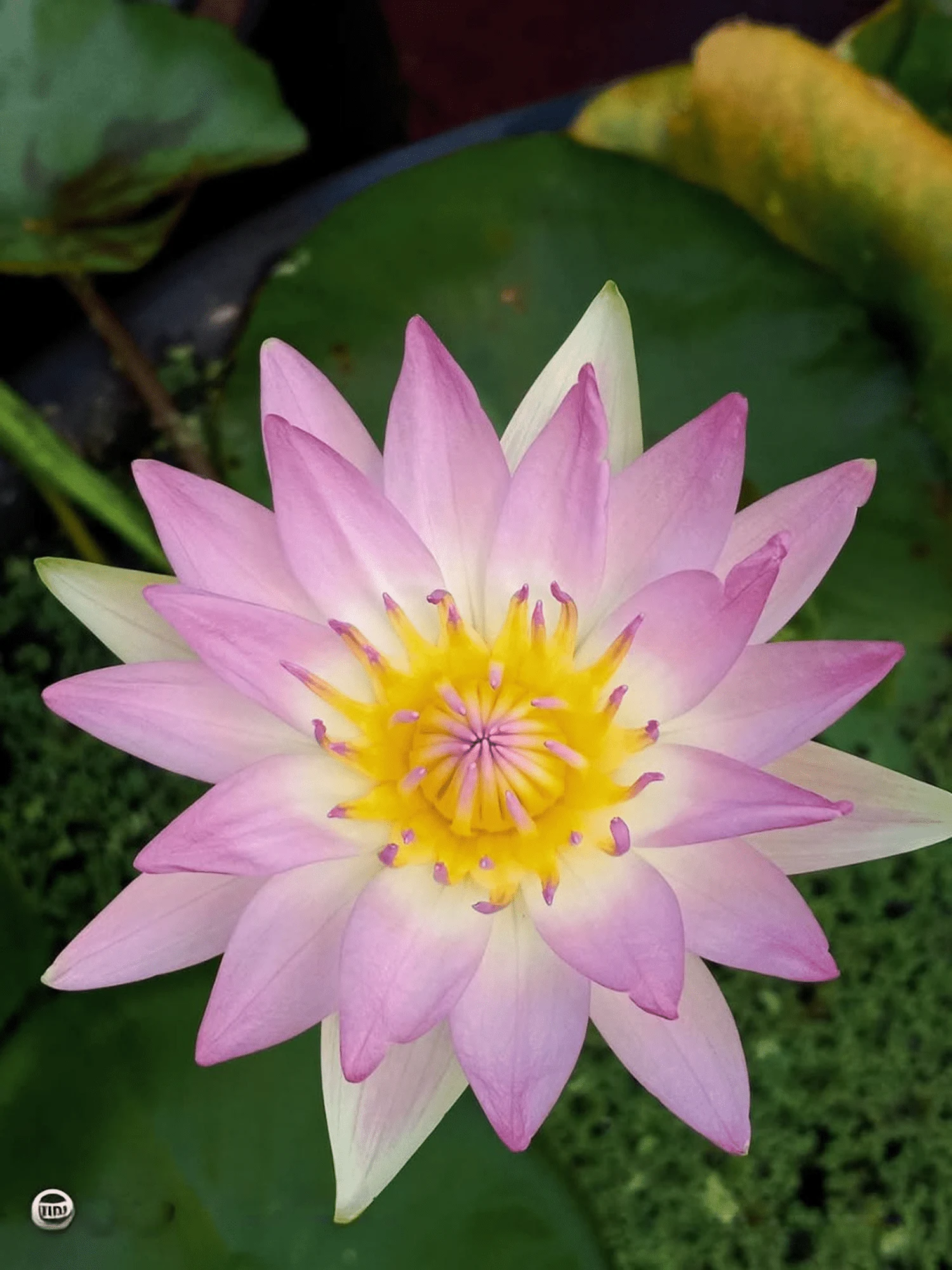 Nymphaea Pink Pearl - Tropical Waterlily