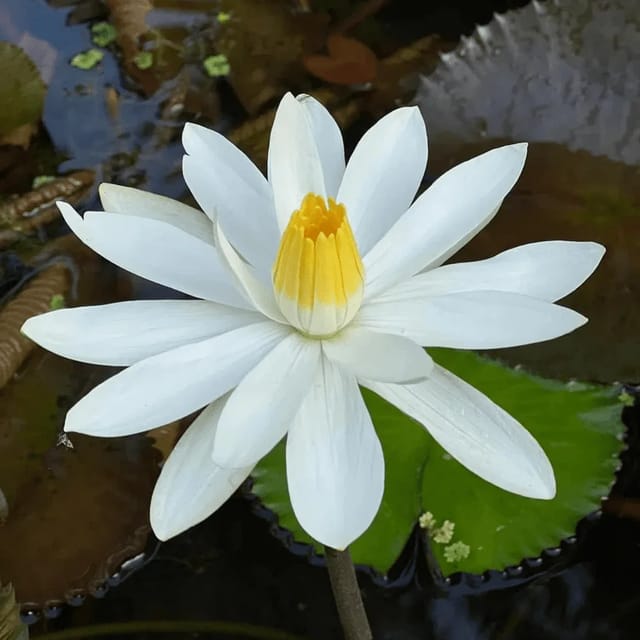 Nymphaea White Night Bloomer - Tropical Waterlily