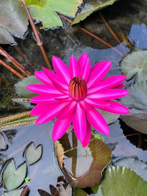 Nymphaea Pink Night Bloomer - Tropical waterlily