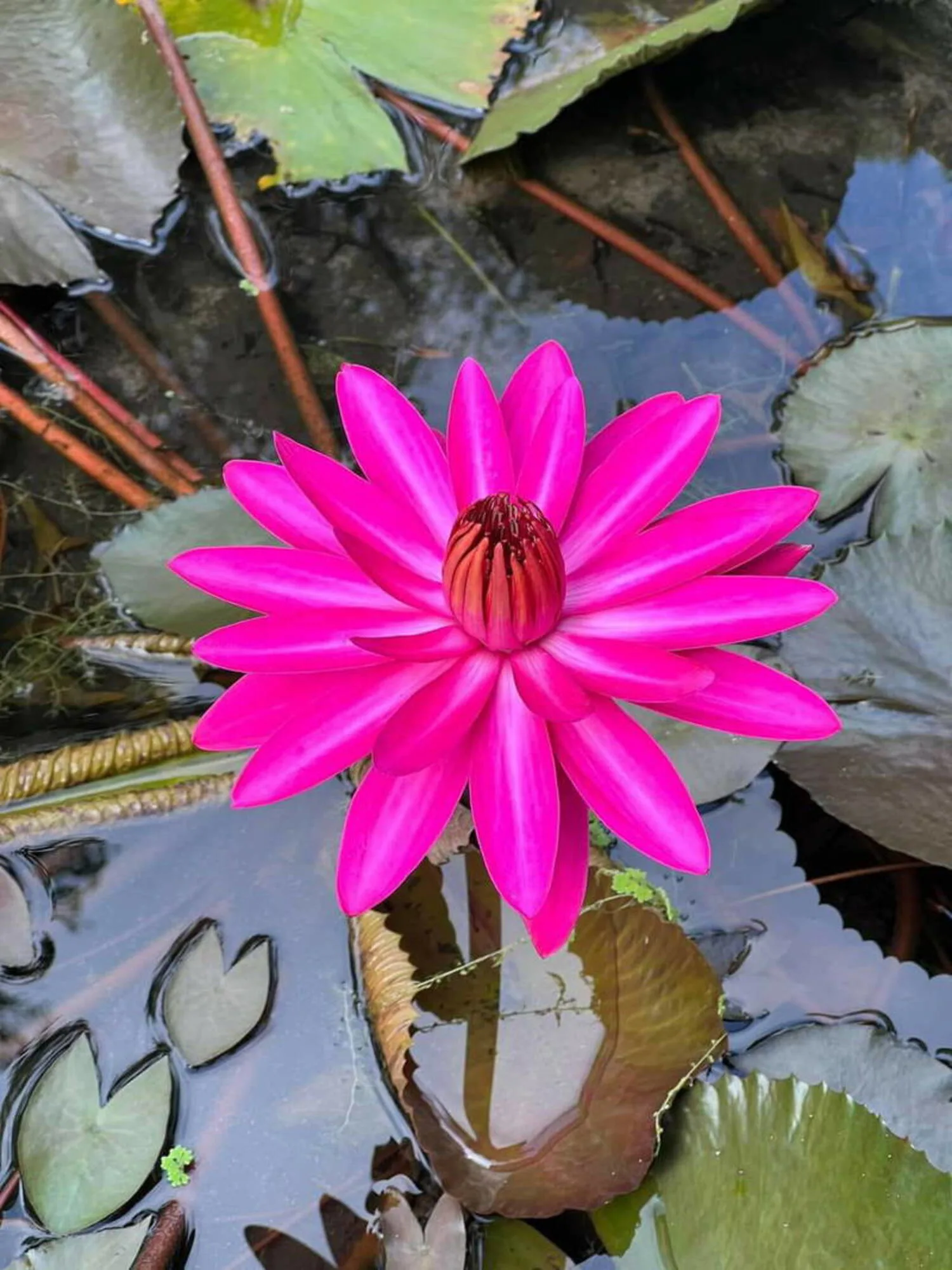 Nymphaea Pink Night Bloomer - Tropical waterlily