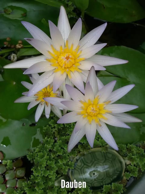 Nymphaea Dauben - Tropical Waterlily