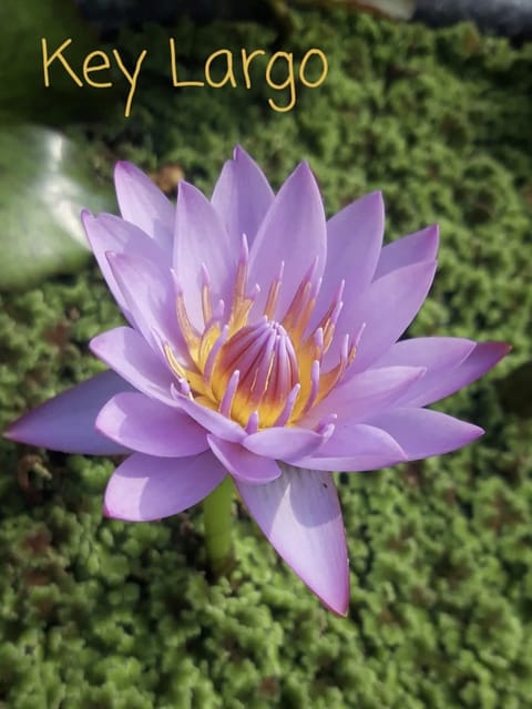Nymphaea Key Largo - Tropical Waterlily