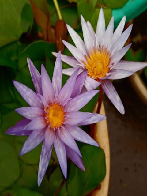 Nymphaea Islamorada - Tropical Waterlily