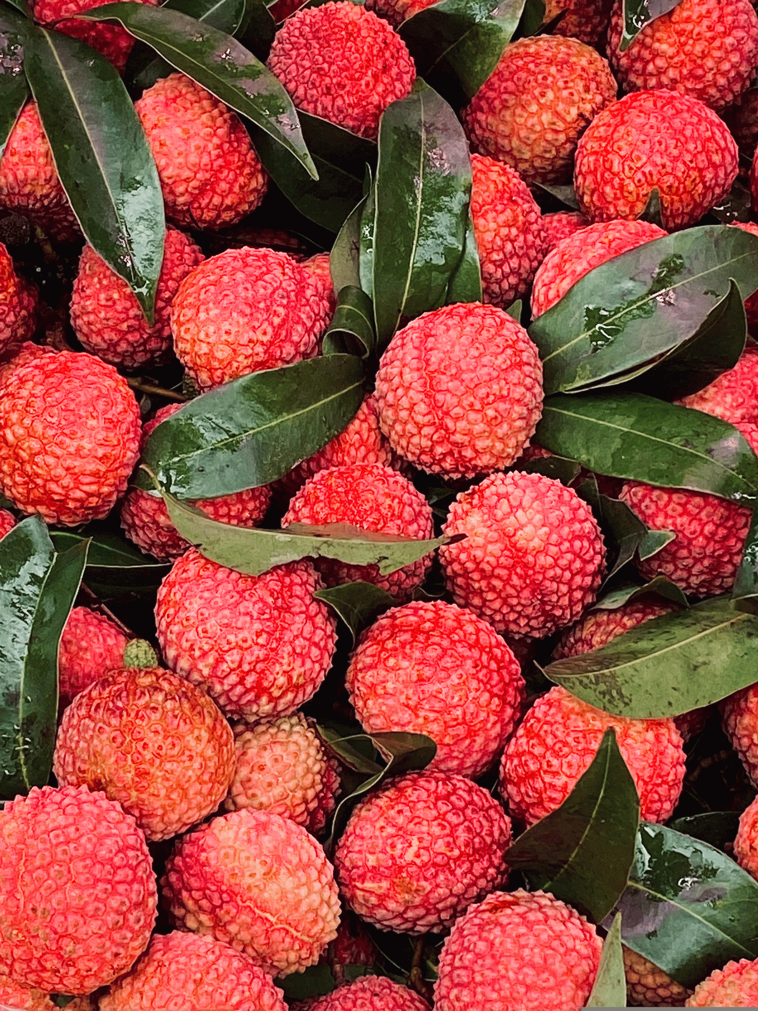 Bombai Litchi Lychee Fruit Live Plant & Tree (Grafted)