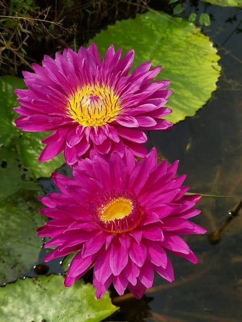 Nymphaea Bulls Eye - Tropical Waterlily