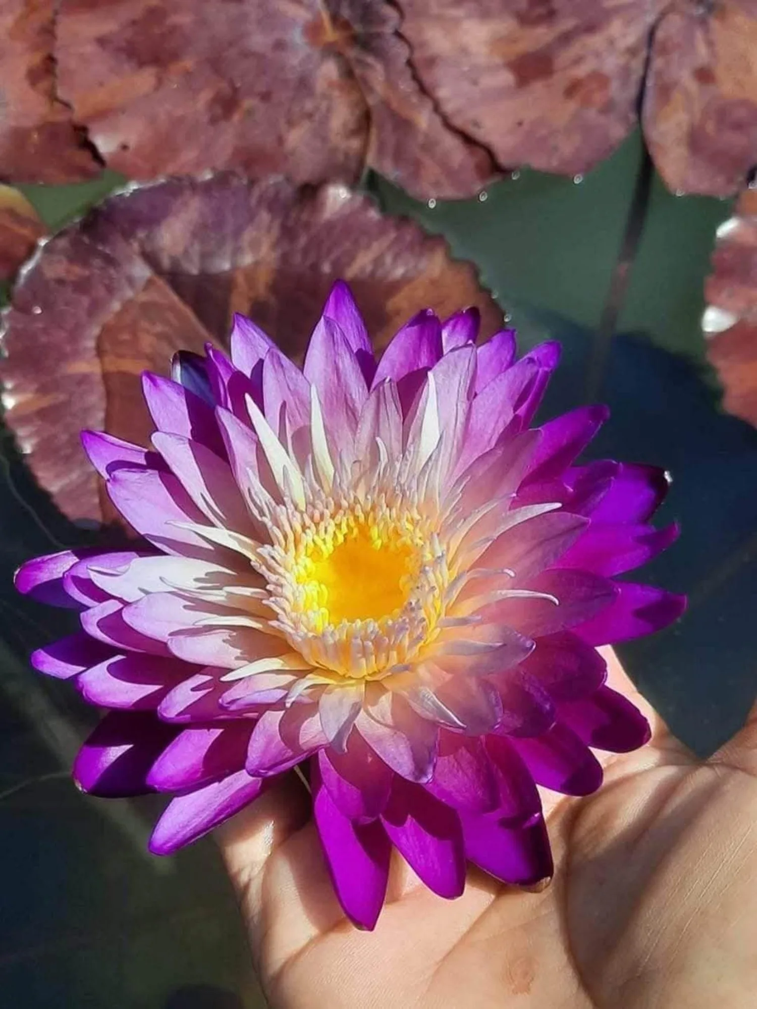 Nymphaea Nimitmai Two Tone - Tropical Waterlily