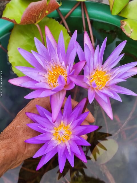 Nymphaea Blue Whistle - Tropical Waterlily