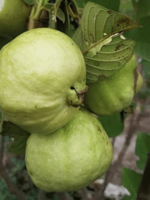 Golden 8 Guava Live Fruit Plant (Grafted)
