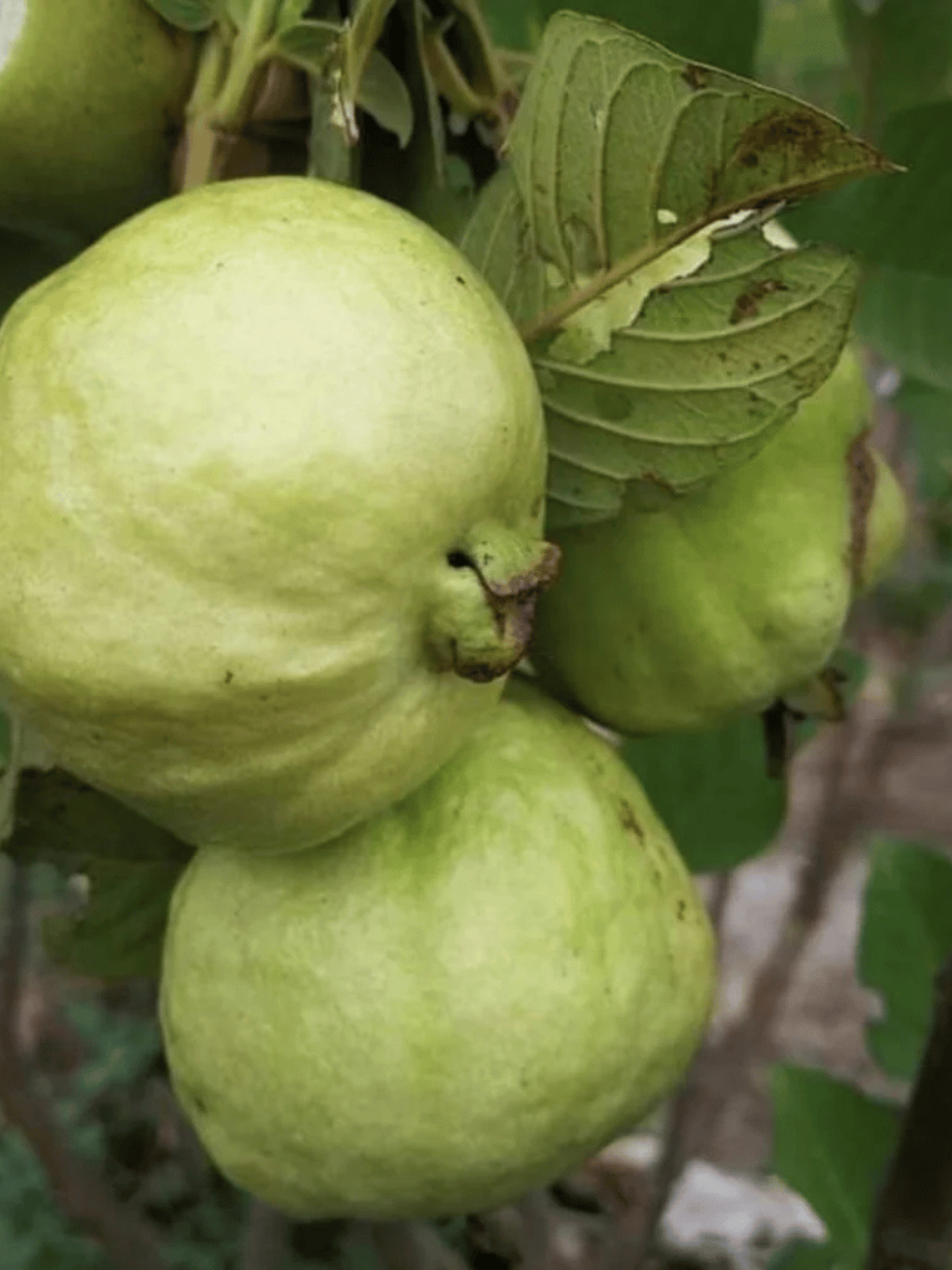 Golden 8 Guava Live Fruit Plant (Grafted)