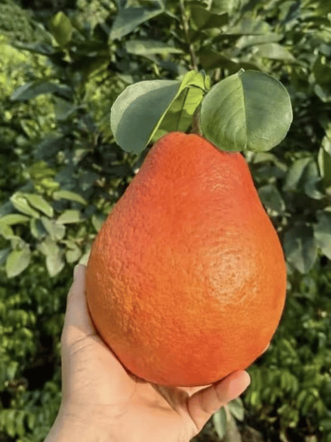 Dekopon Orange / Santra Fruit Plant & Tree (Grafted)