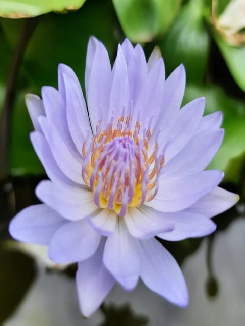 Nymphaea Bob Trickett - Tropical Waterlily