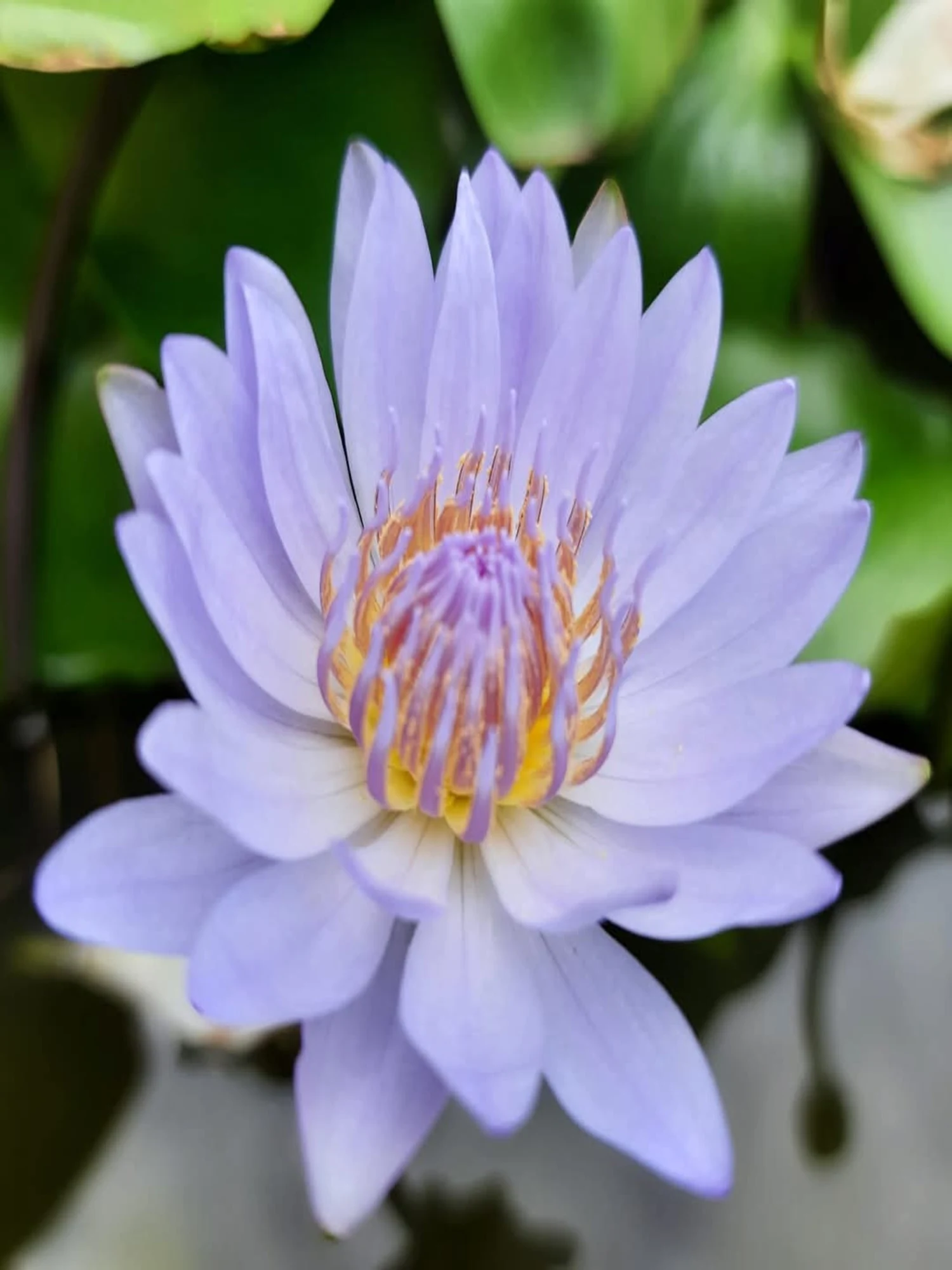 Nymphaea Bob Trickett - Tropical Waterlily