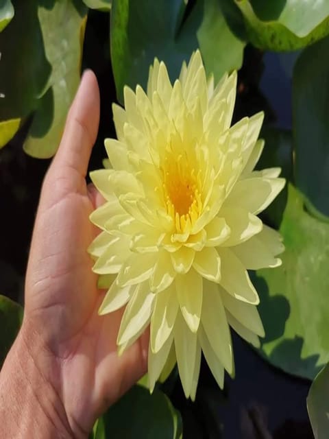 Nymphaea Puttaraksa - Hardy Waterlily