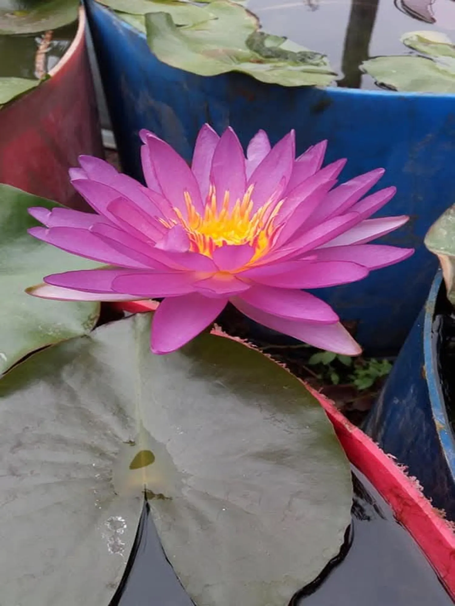Nymphaea Violicious - ISG Waterlily