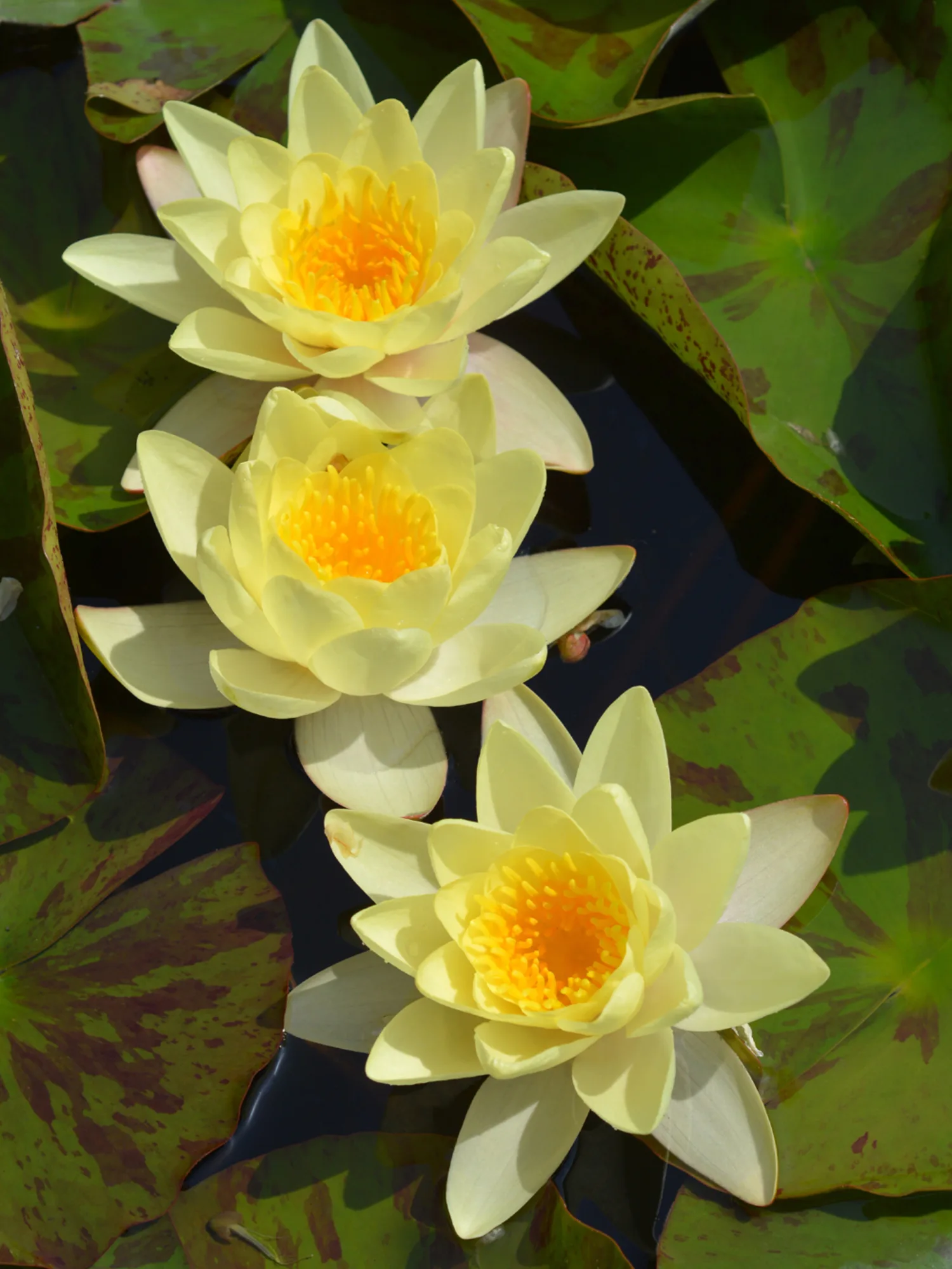 Nymphaea Chromatella - Hardy Waterlily