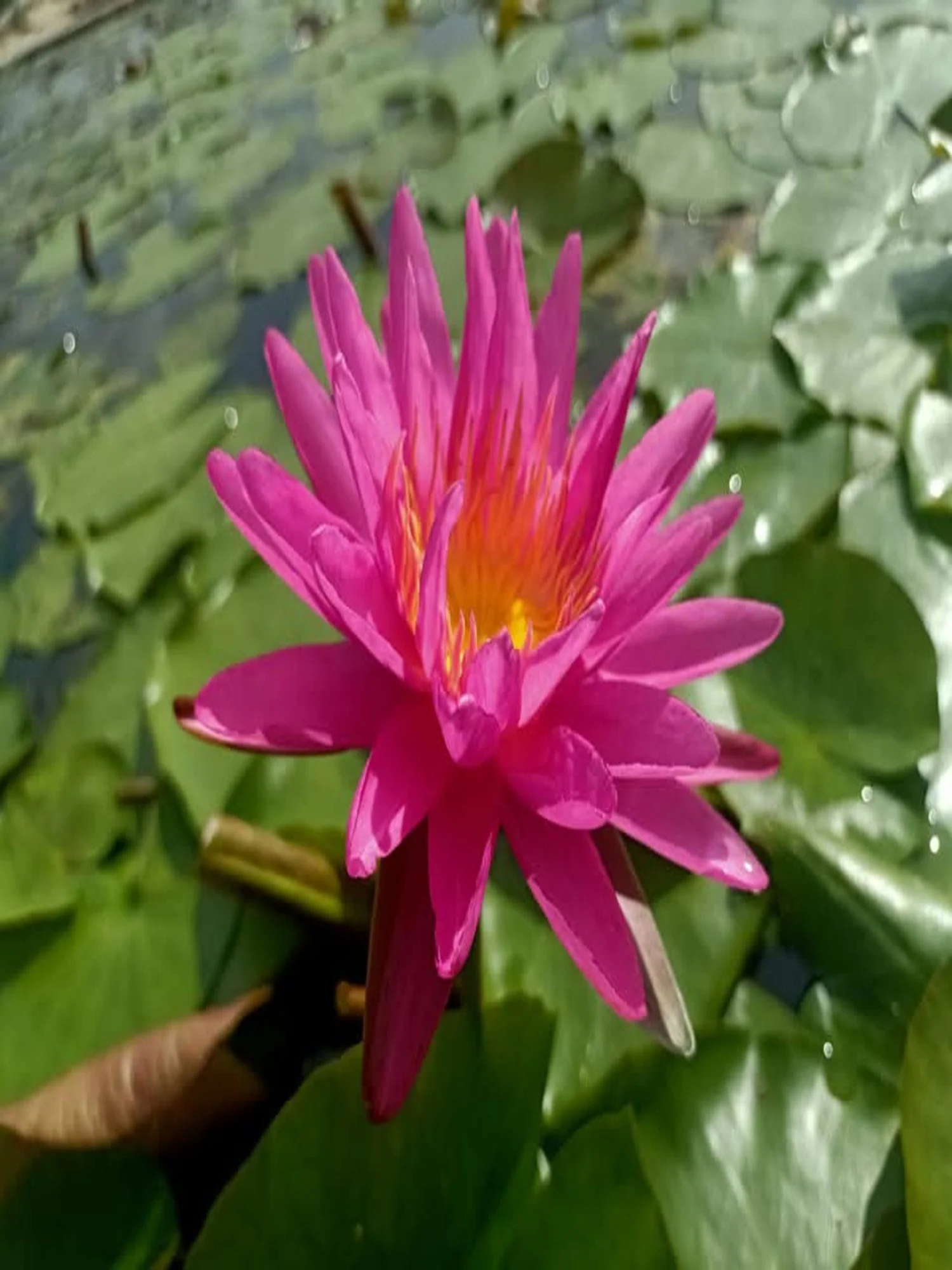 Nymphaea Pink Silk - ISG waterlily