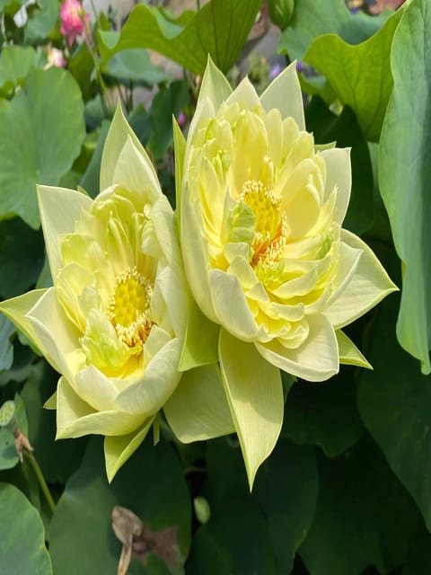 Bowl Lotus Yellow Peony Tuber