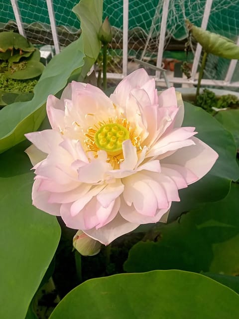 Bowl Lotus Nangyam Tuber