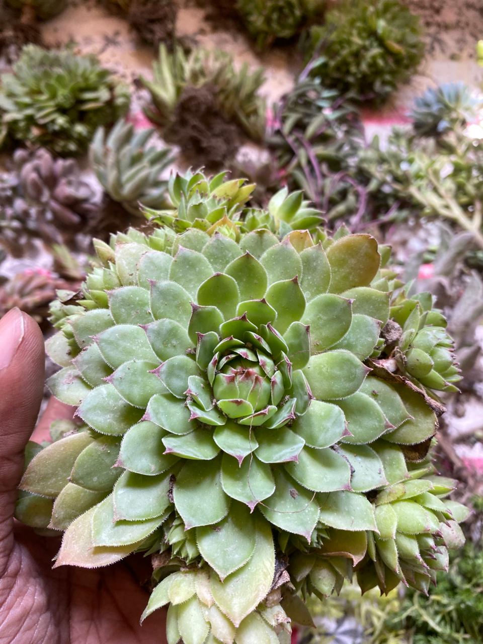 Laxmi Kamal Plant With Pups (Bare Rooted)