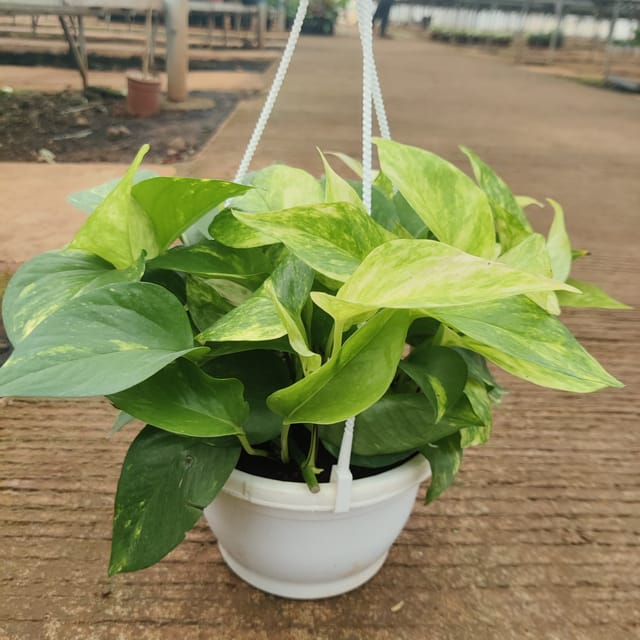 Money Plant with Hanging Pot