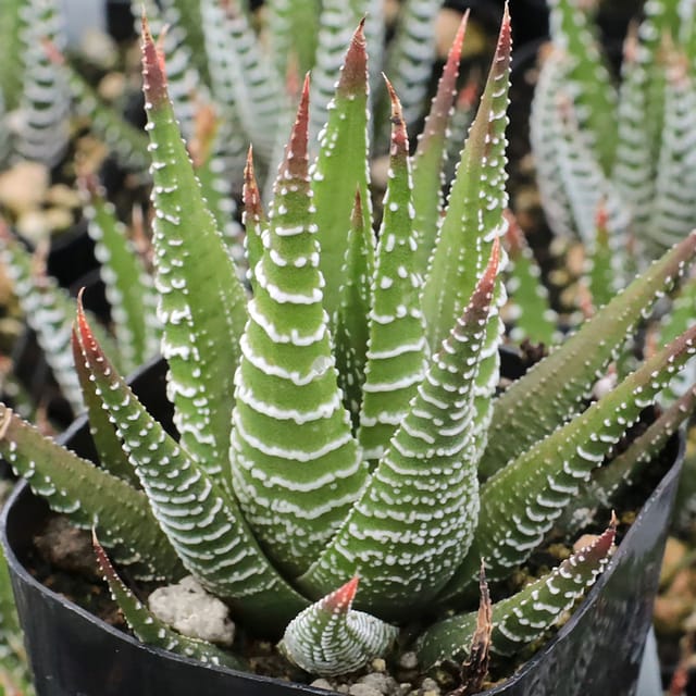 Haworthia Zebra Plant (Bare Rooted)