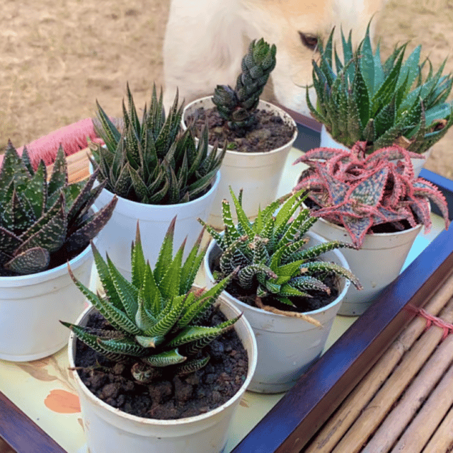 Haworthia Zebra Combo Of 7 Plants (Bare Rooted)
