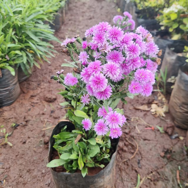 Daisy Aster Pink Plant