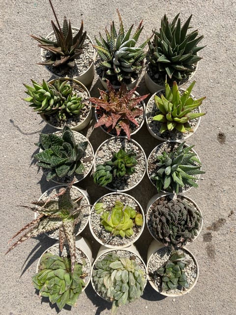 Haworthia Combo Of 15 (Bare Rooted)