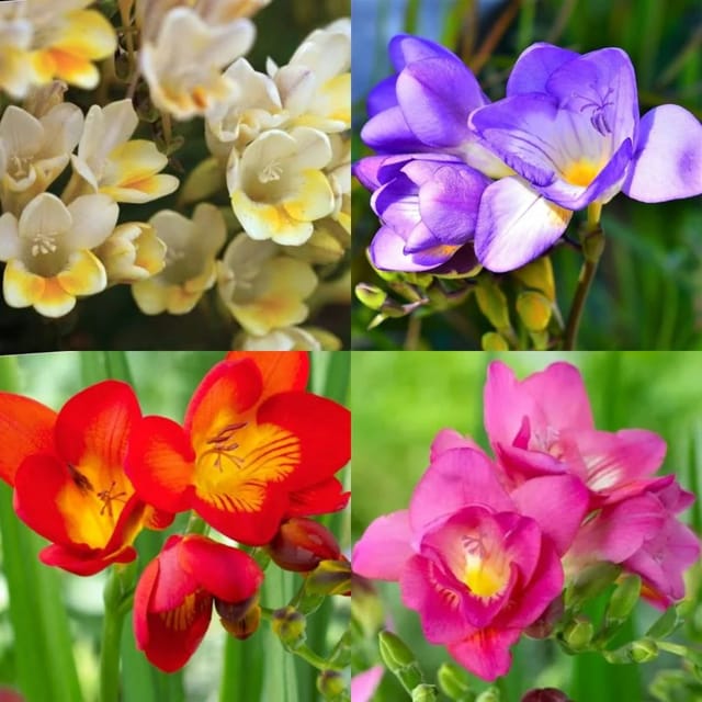 Freesia Flower Bulb Assorted (Set of 2)