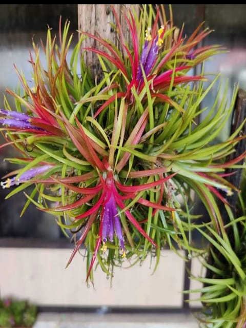 Air Plant Tillandsia Ionantha -Single Bulb