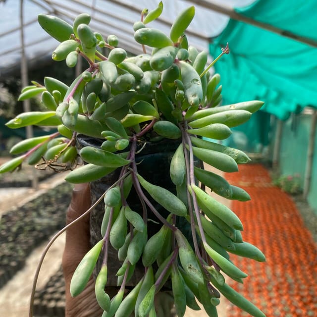 String Of Ruby Succulent