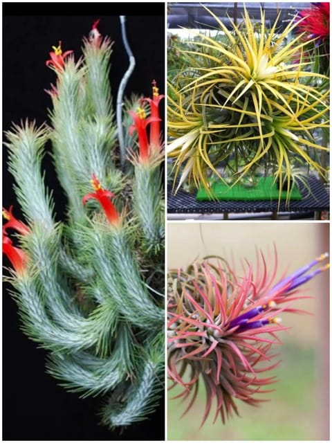 Air Plant Combo Of 3 - Tillandsia Ionantha, Druid White, Funckiana