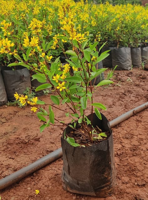 Galphimia Plant