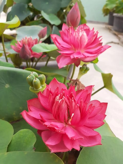 Bowl Lotus Affection 16 Tuber