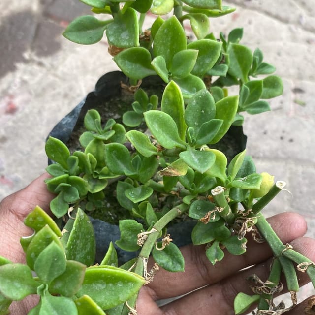 Baby Sun Rose (Bare Rooted)