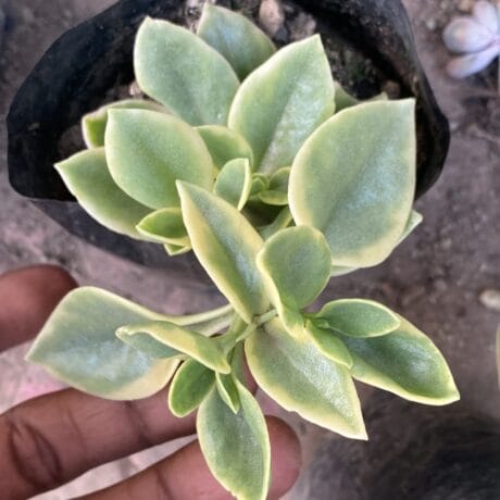 Variegated Baby Sun Rose (Bare Rooted)